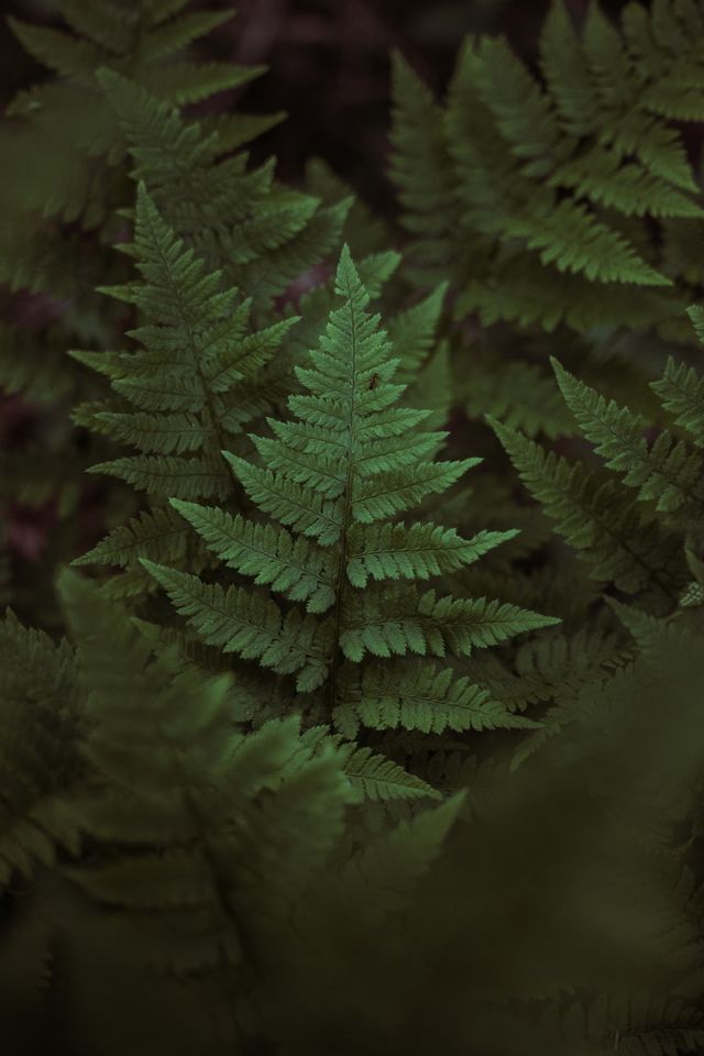 Een close up van een groen blad van een varen.