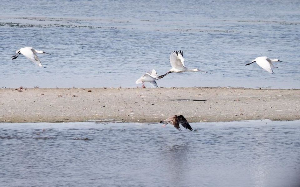 Kroonspolders Vlieland 2