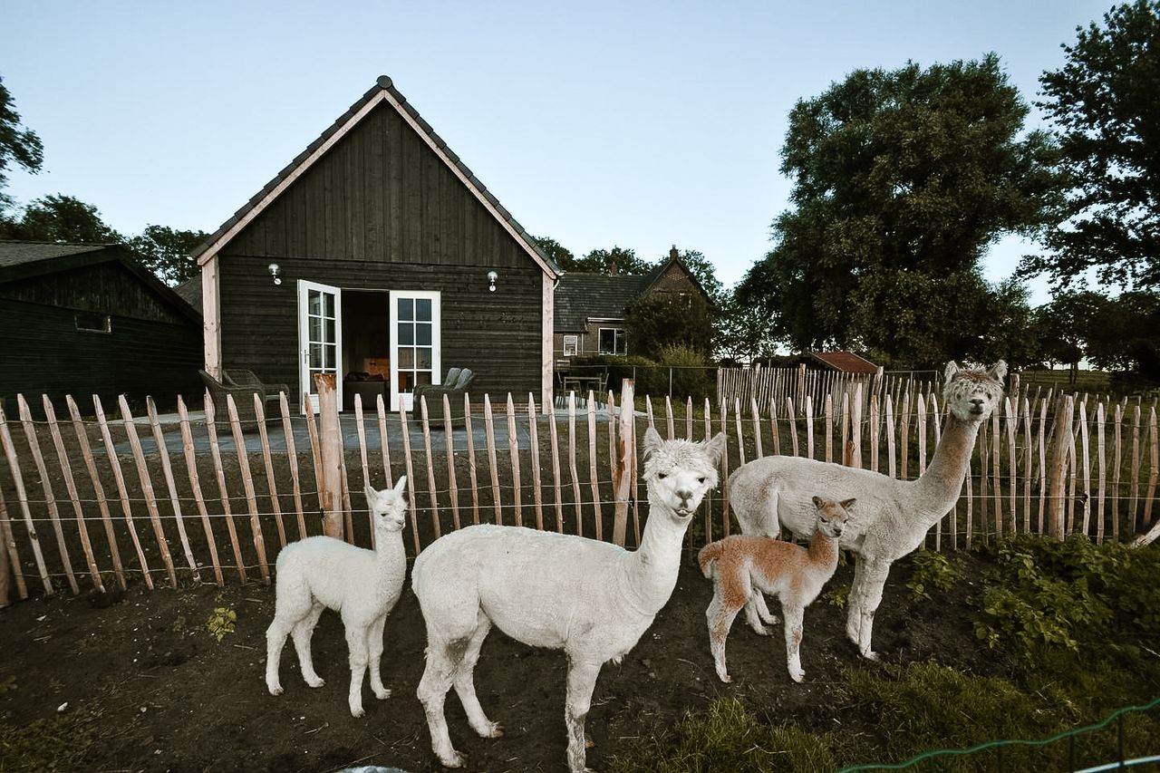 IJsseldelta alpaca groepsaccomodatie