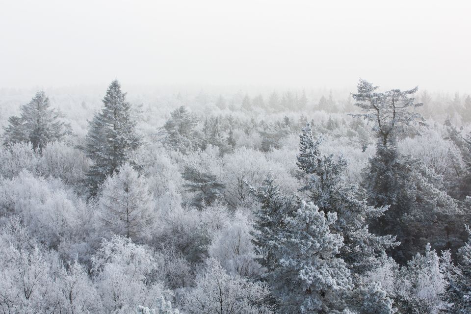 Drentse boomtoppen bedekt met sneeuw.
