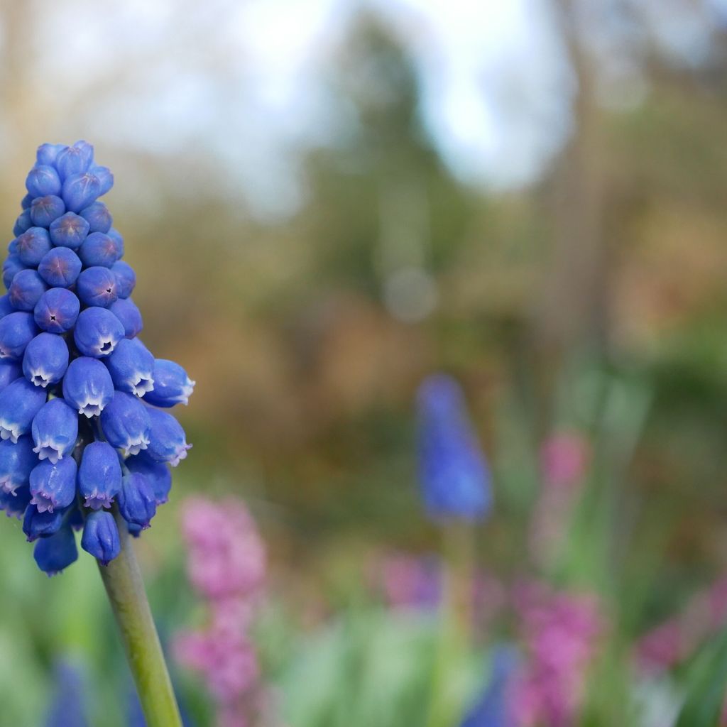 Zondagwandeling Vroege bloeiers