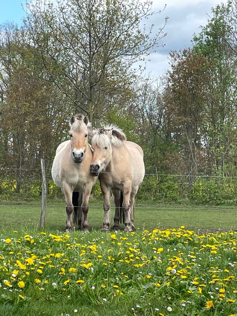 Paarden