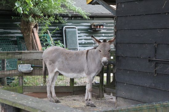 Kinderboerderij De Bokkesprong