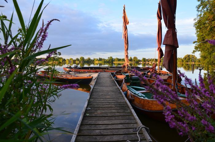 Traditionele houten zeilboten liggen aangemeerd aan een steiger tussen paarse bloemen aan de Reeuwijkse Plassen, bij zonsondergang in Bodegraven-Reeuwijk.