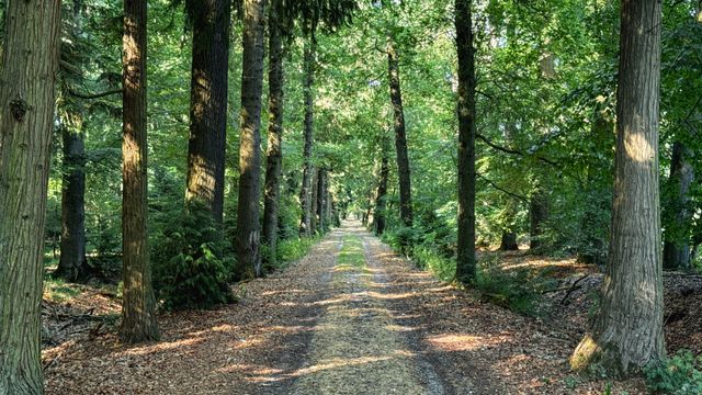 Wandeling Pad Beestenveld Lanenroute