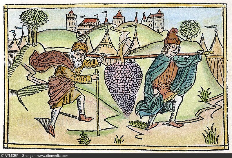 The spies sent to scout the land of Canaan return with a bunch of grapes so large it takes two men to carry it (Numbers 13: 23-27). Woodcut from the Cologne Bible, 1478-80.