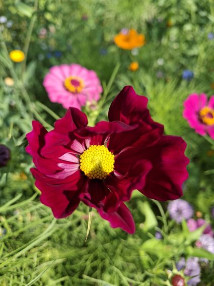 plukbloemen