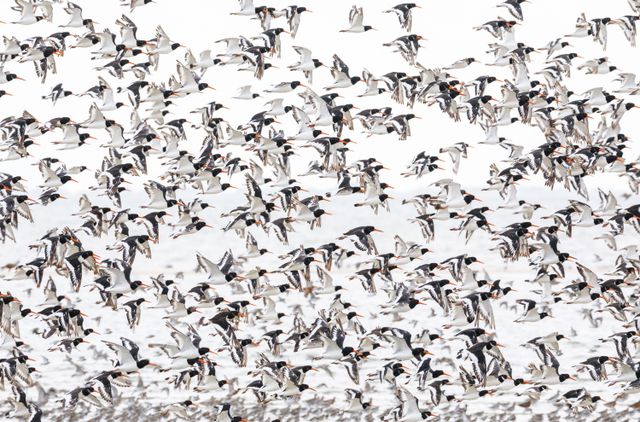 Scholeksters vliegen op boven de Waddenzee