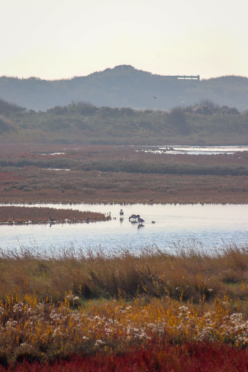 kroonspolders Vlieland in herfst met ganzen (klein)