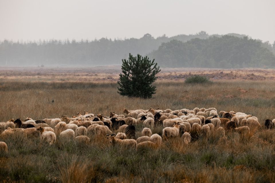 Eine Schafherde läuft durch das hohe Gras vor dem Hintergrund von Bäumen und leichtem Nebel.