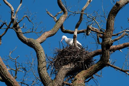 Ooievaar in Vijversburg
