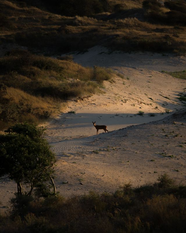 Hertje kijkt op afstand in de duinen, staande in het zand en in de schaduw van de avondzon. In duingebied Berkheide in Nationaal Park Hollandse Duinen, tussen Katwijk en Wassenaar gelegen.