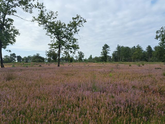 torrenven-heide-in-flowering Mariahout