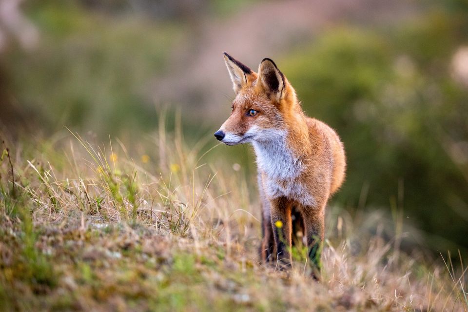 Vosje in de natuur