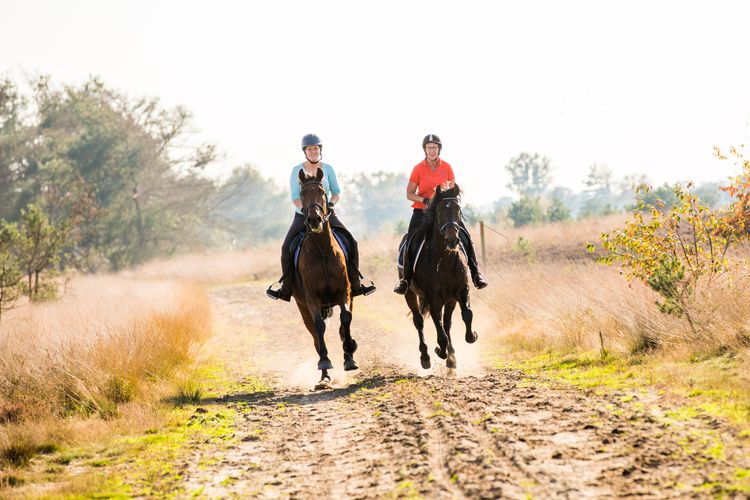 Twee ruiters galopperen in De Kempen