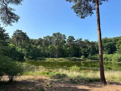 Ven in de Oisterwijkse Bossen en Vennen