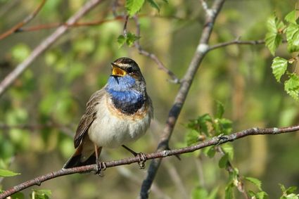 Een prachtige wandeling met veel uitleg over de vele vogels in De Peel