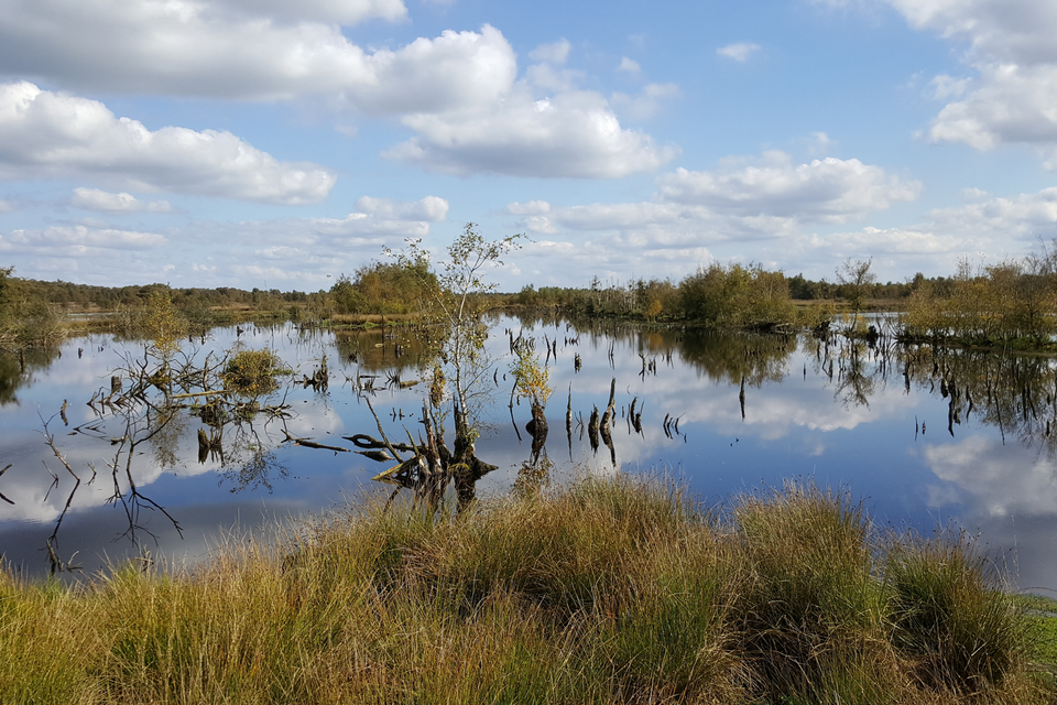 Ein nasses Moorgebiet, in dem Äste und Bäume aus dem Wasser ragen.