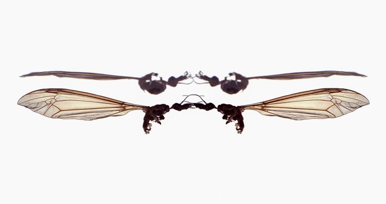 Reeks 'Tuin' genaamd vliegtuig