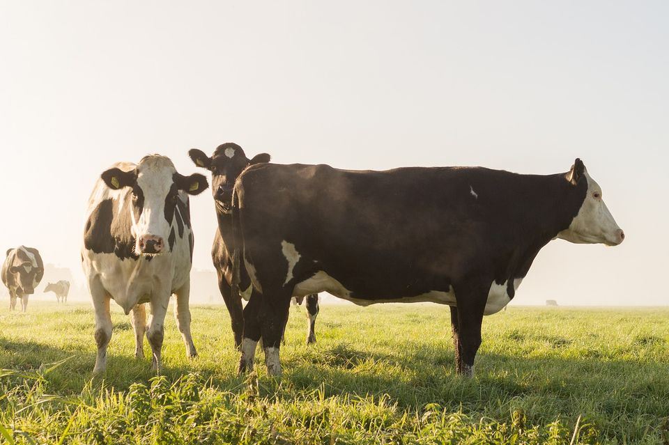 Boerderij BoerBert in Woerden, Groene Hart, koeien in de wei tijdens de Koeiendans waarbij melkkoeien na de winter weer naar buiten gaan op het groene grasland in het landelijke polderlandschap.