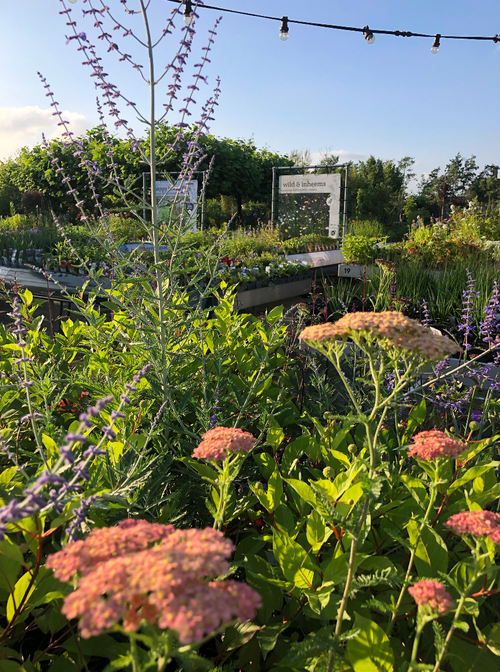 Zomer 2021 - Een overzicht