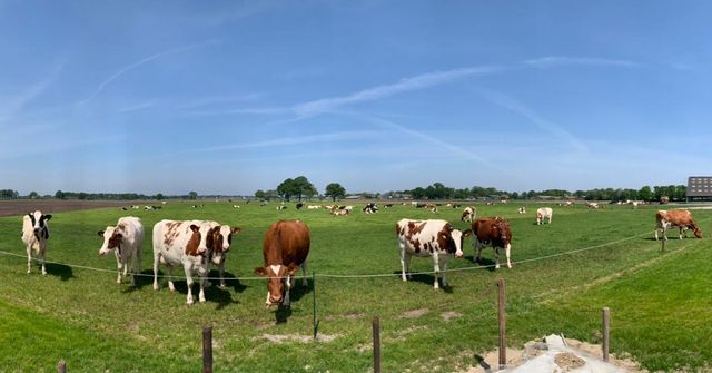 Uitzicht ope koeien boerderij de Peelakker Deurne