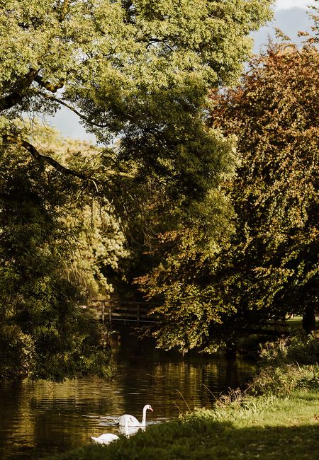 Stadspark Maastricht in de herfst zwanen in het water