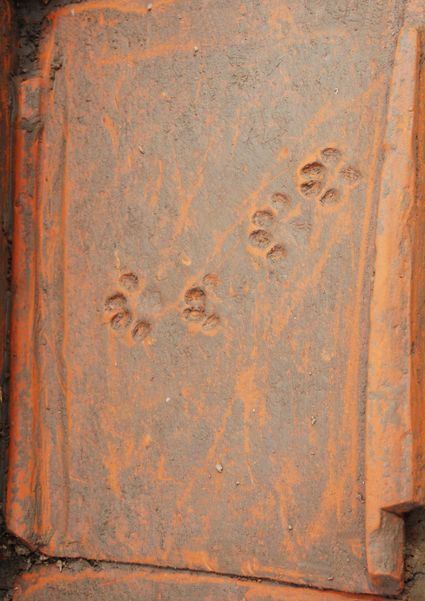 Dakpan met pootafdrukken van een hond. 
Bron: Blom, van der Feijst & Veldman 2011.