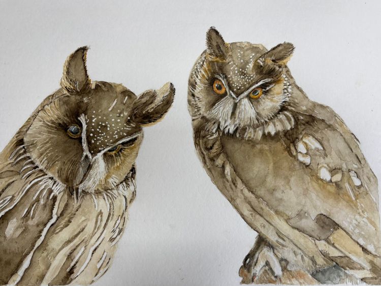Realistische aquarel van twee uilen in bruintinten