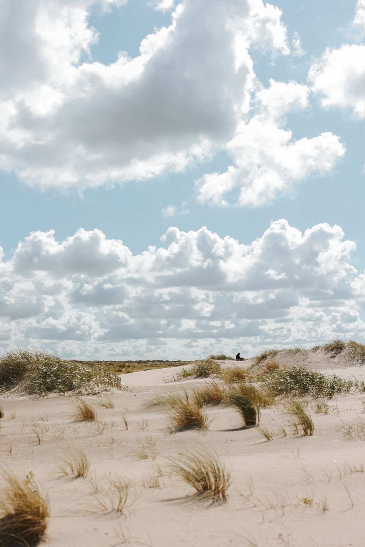 Rustige stranden in Westland