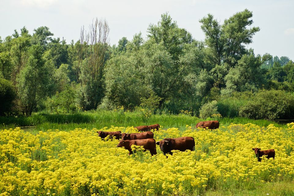 Liemers - Pannerden - Lobberdensewaard - Groep met Koeien
