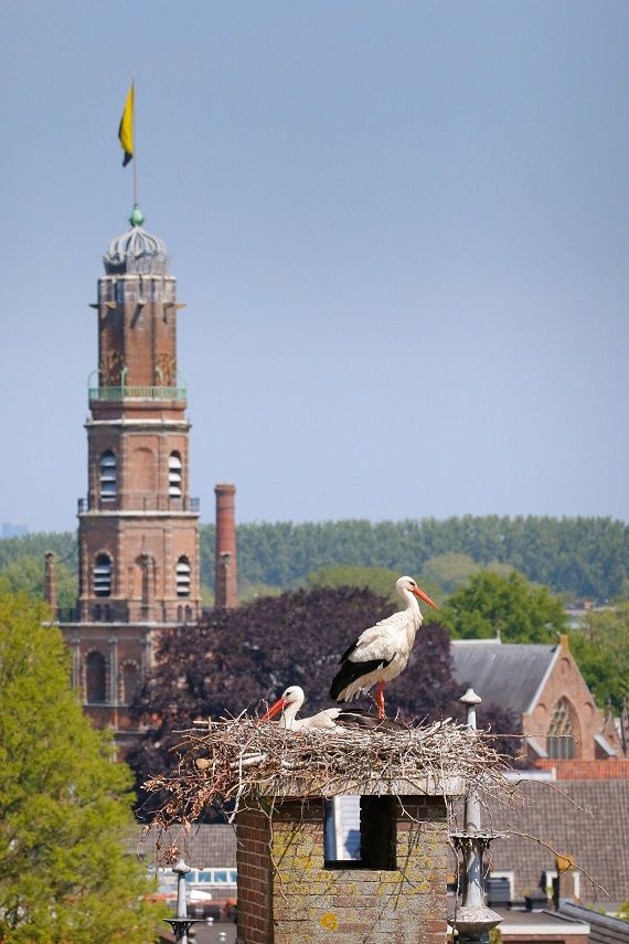 Oude Nicolaaskerk vanaf de Basiliek