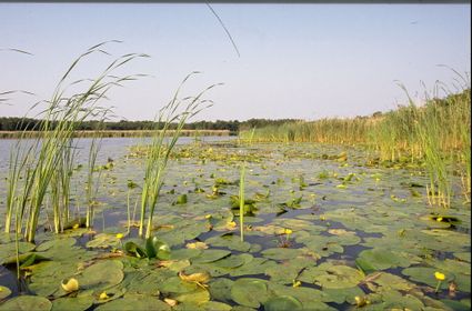 Naardermeer