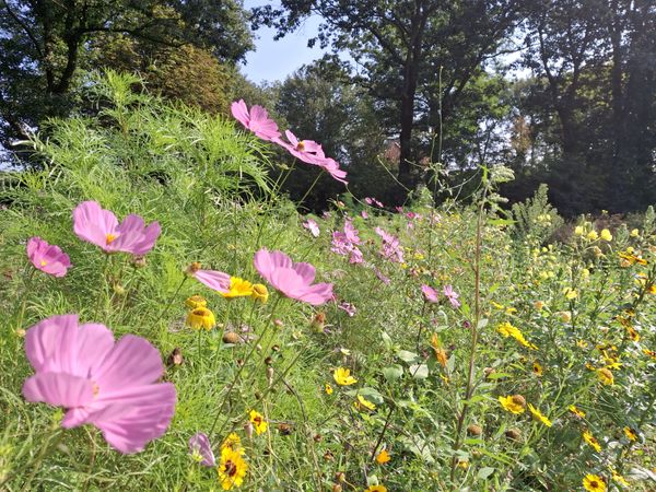 bloeiende bloemen