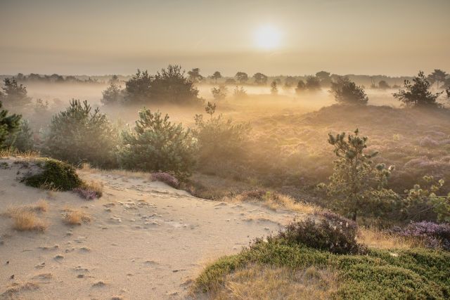 Drents Friese Wold