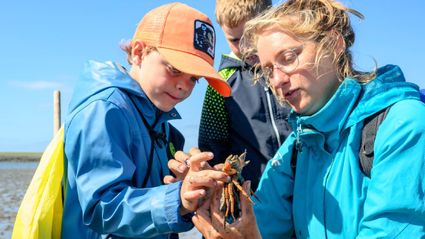 Wadexcursie met de Waddenvereniging