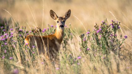 Hert in veld