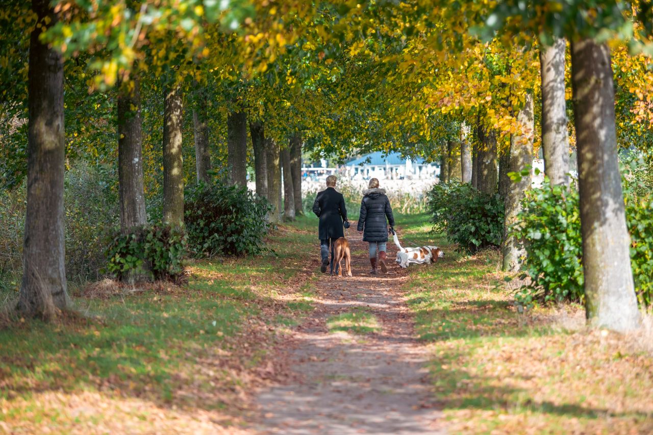 twee vrouwen aan het wandelen met honden