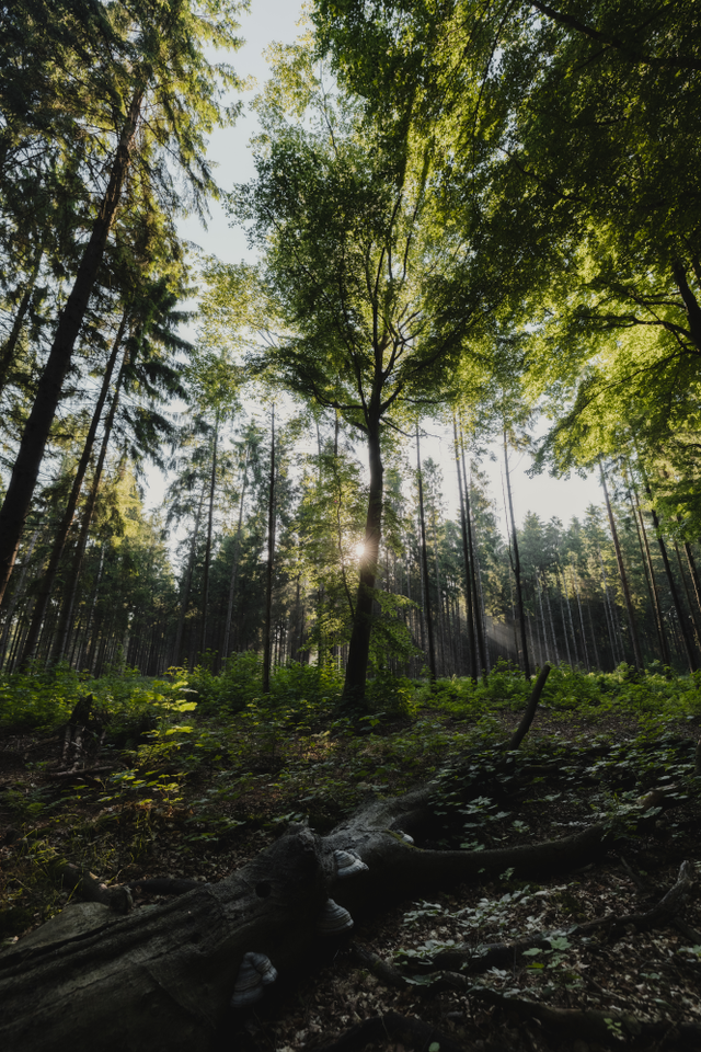 Hoge groene naaldbomen in een Drents bos, met op de voorgrond een grote dode omgevallen boomstam.