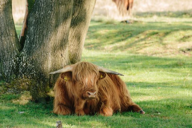 Uffelter Binnenveld - Hooglander