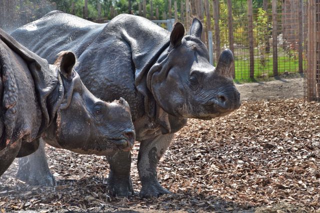 Neushoorns in Eindhoven Zoo in Mierlo