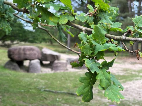 Dag van het Hunebed – Stiltewandeling Gasteren