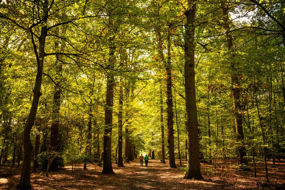 wandelaars in lommerrijk bos