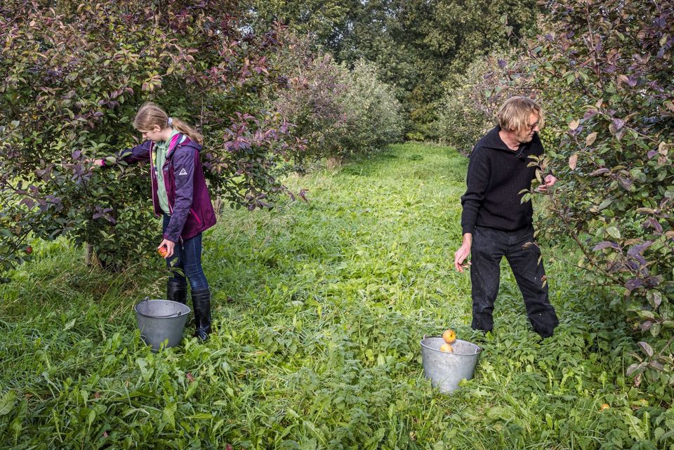 Appels plukken bij boomgaard Hâld Moed Cidery