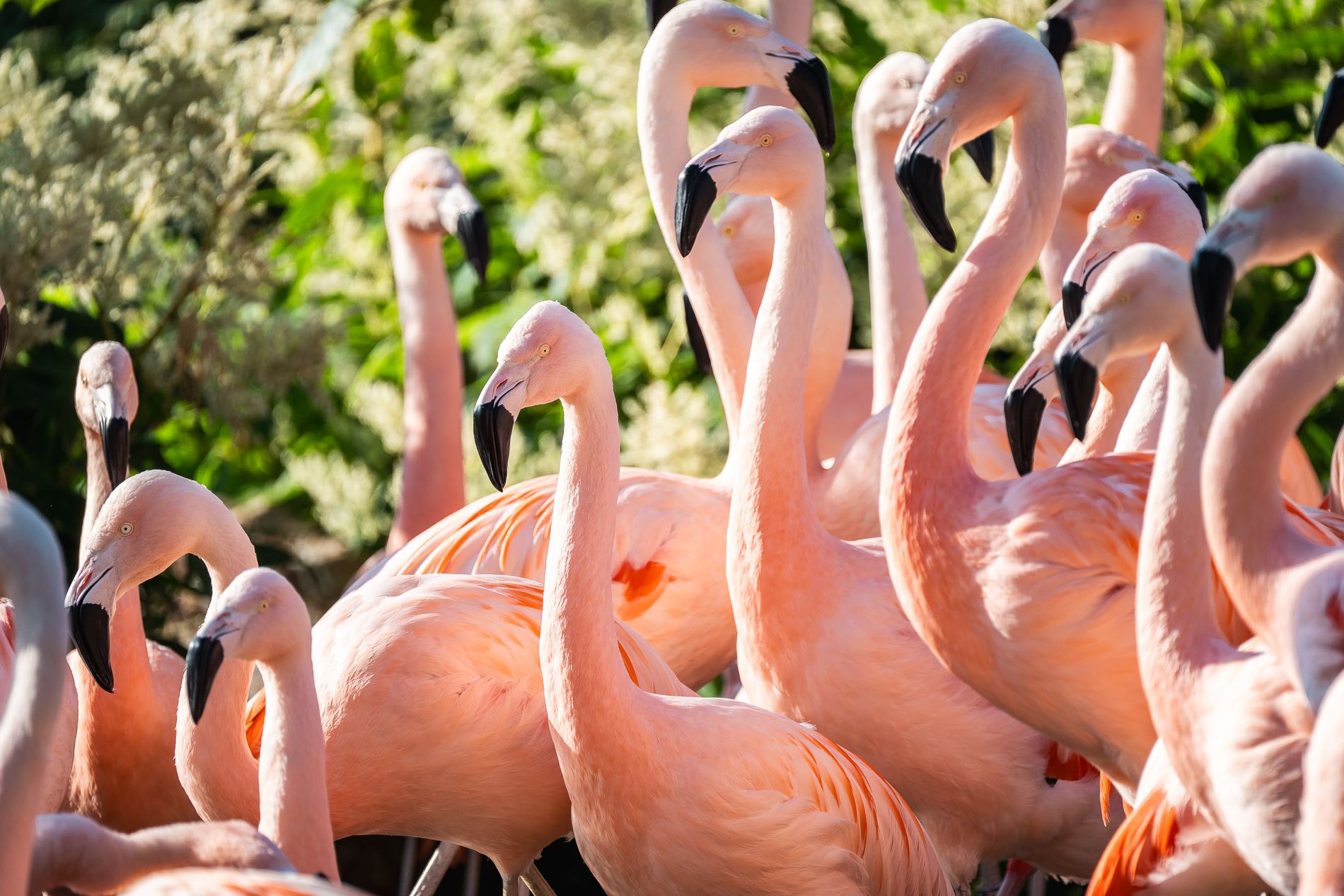 Flamingo's in Brook Valley Zoo