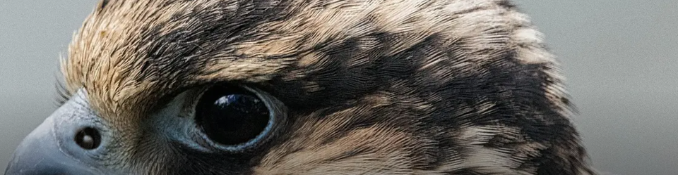 De kop van een slechtvalk