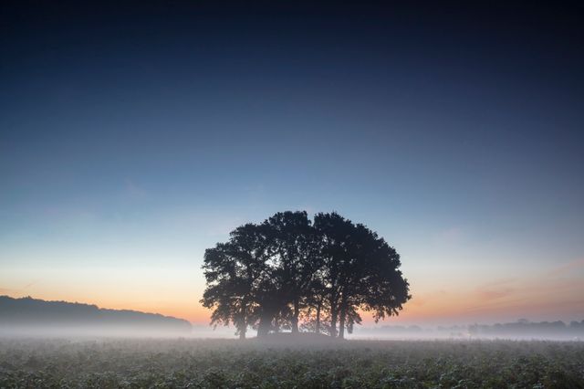 Grabhügel mit Bäumen vor Sonnenaufgang in der Landschaft von Drenthe.