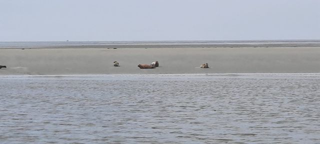 Zeehonden op Kuipersplaat