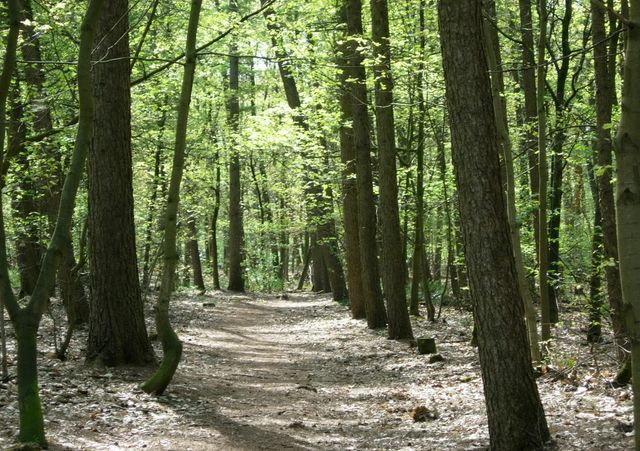 Walsberg Wald in Deurne