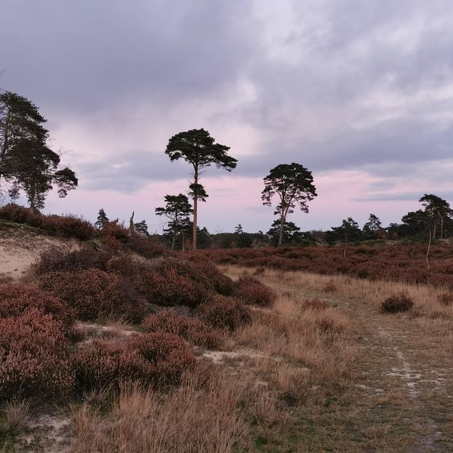 Hulshorsterzand dennen heide rozepaarselucht
